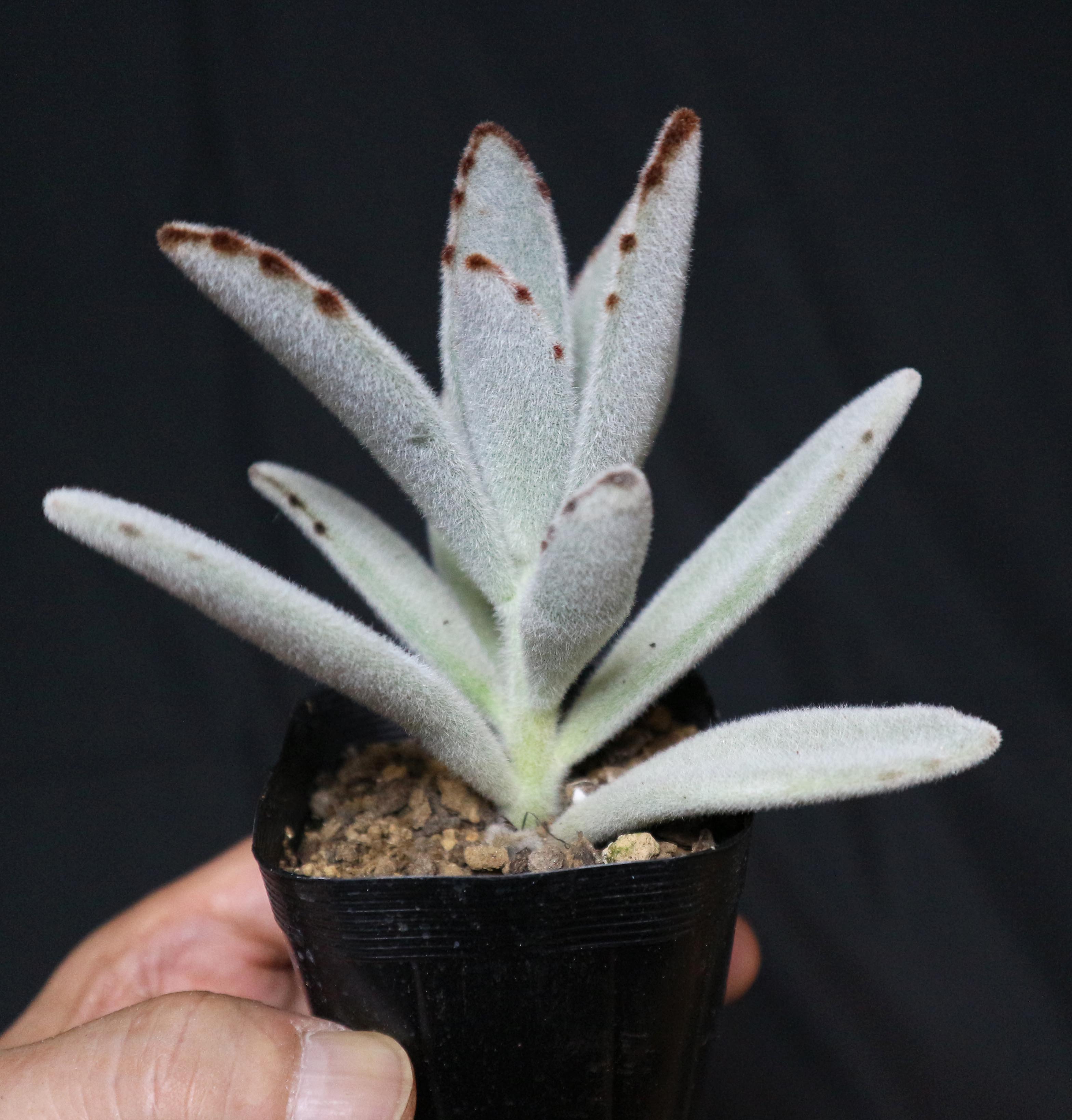 Itanse良品ｾﾚｸﾄ通販