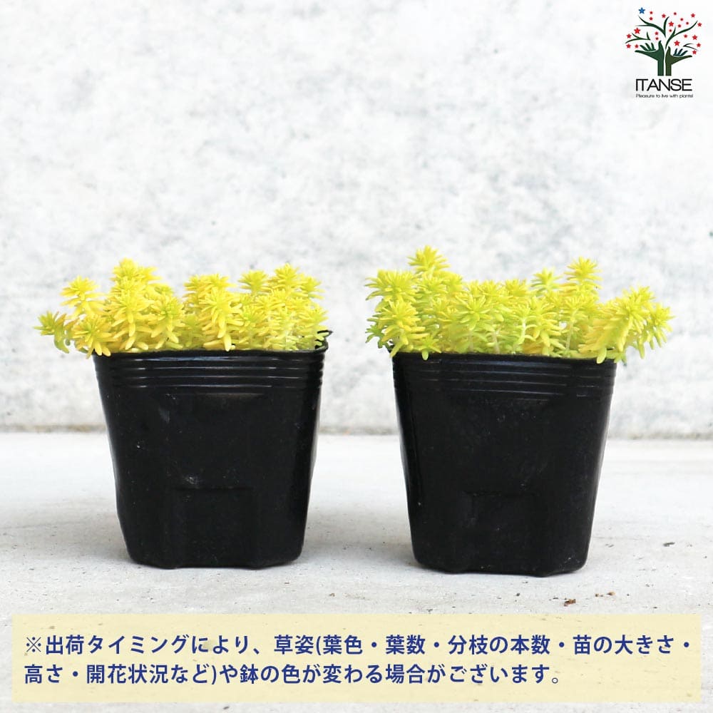 セダム ミモザ【多肉植物 2.5～3号ポット】｜ 【植物のITANSE