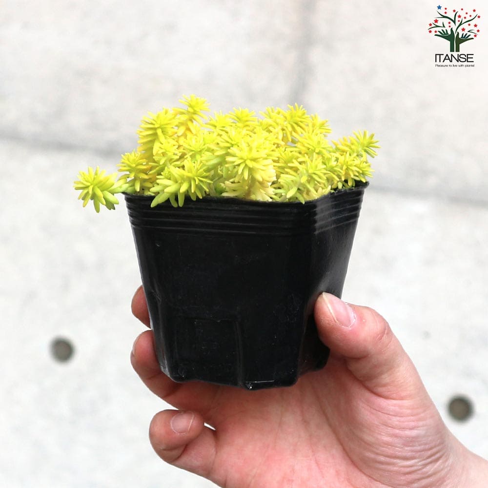 セダム ミモザ【多肉植物 2.5～3号ポット】｜ 【植物のITANSE