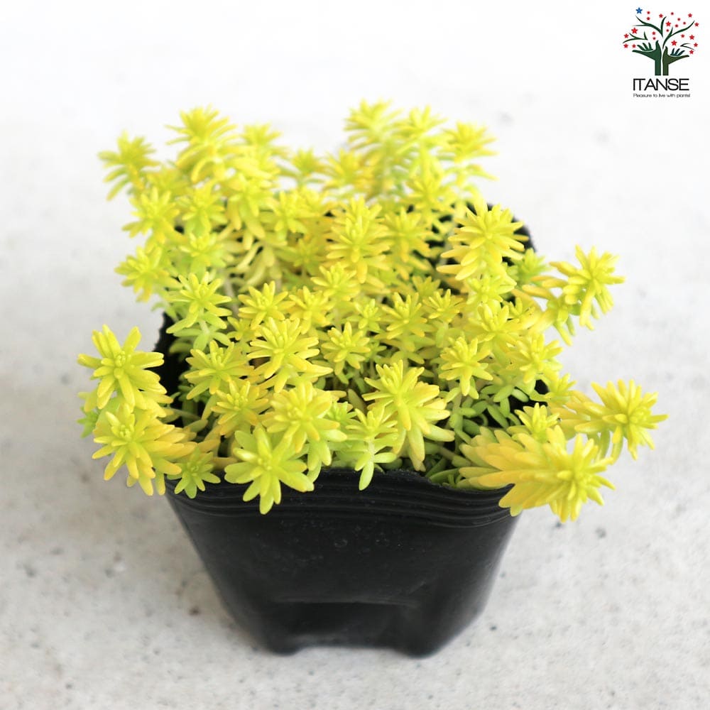 セダム ミモザ【多肉植物 2.5～3号ポット】｜ 【植物のITANSE