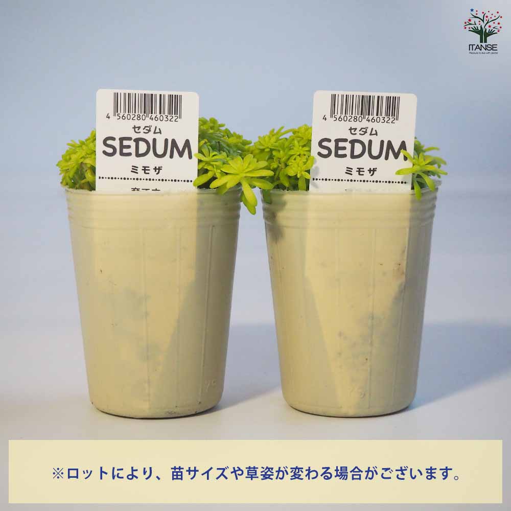セダム ミモザ【多肉植物 2.5～3号ポット】｜ 【植物のITANSE