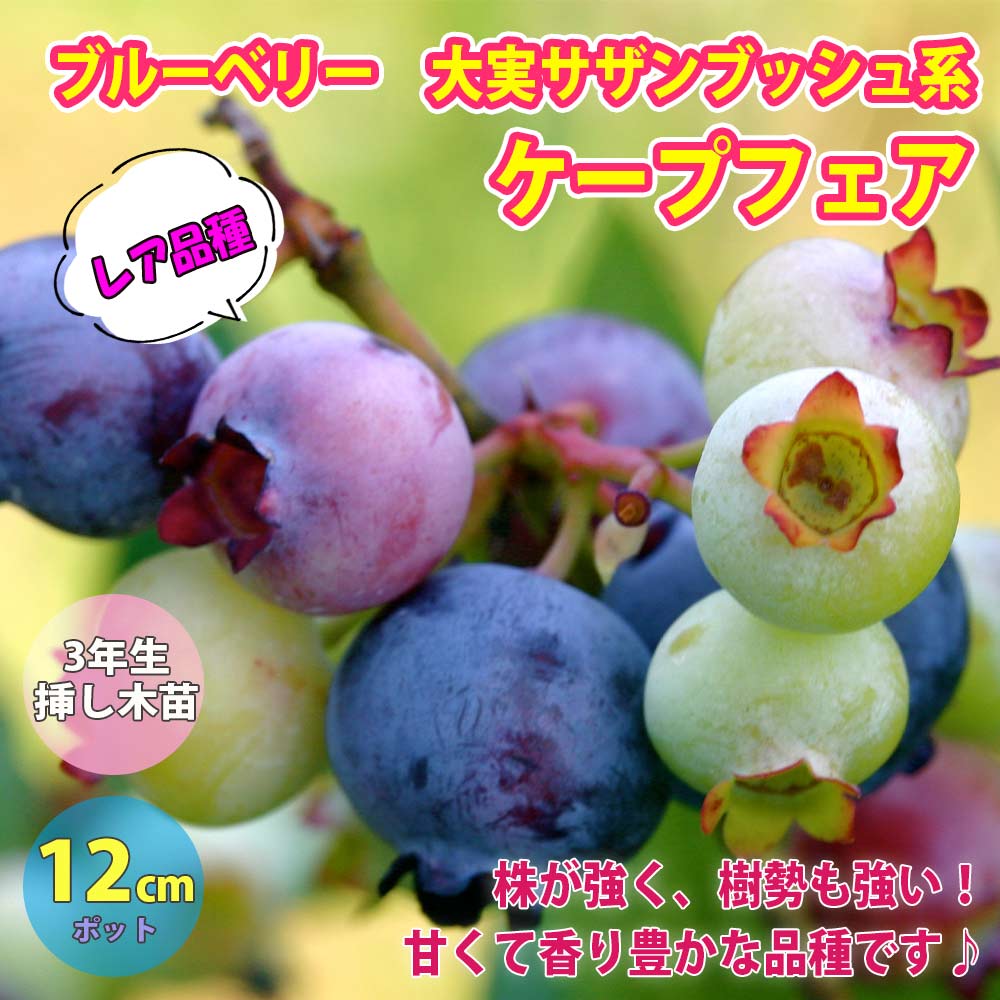 ブルーベリーの苗木 大実サザンブッシュ系 ケープフェア【果樹苗／12cm