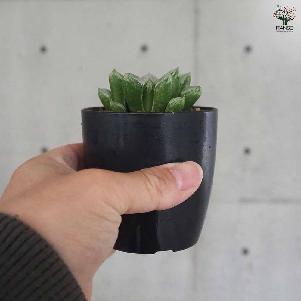 ハオルチア(青) ラブハート 【多肉植物 2.5号ポット／1個売り