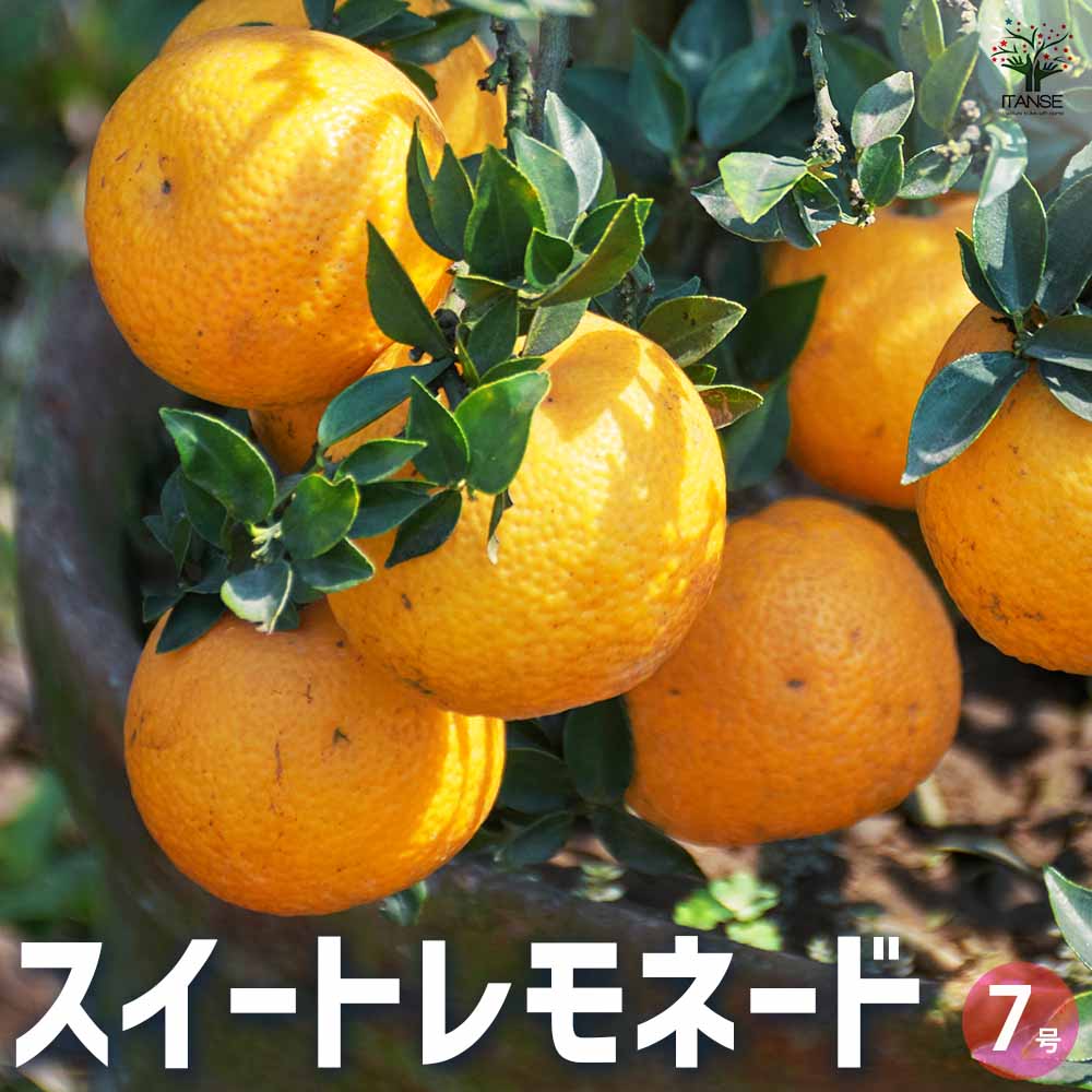 スイートレモネード 【果樹の苗木 7号鉢／1個売り】