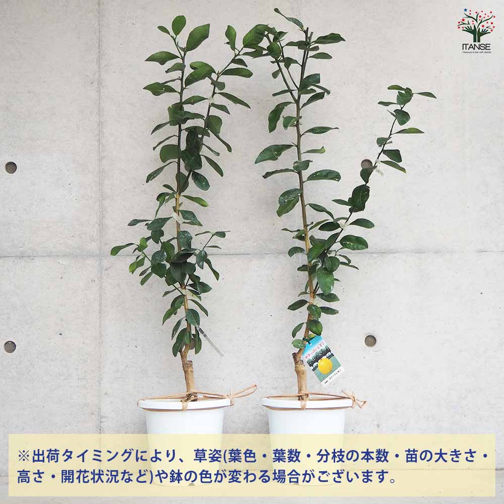 値下げ中‼︎ 手渡し品②スイートレモネード取木苗　実付き 手渡し品 ②スイートレモネード取木苗 実付き