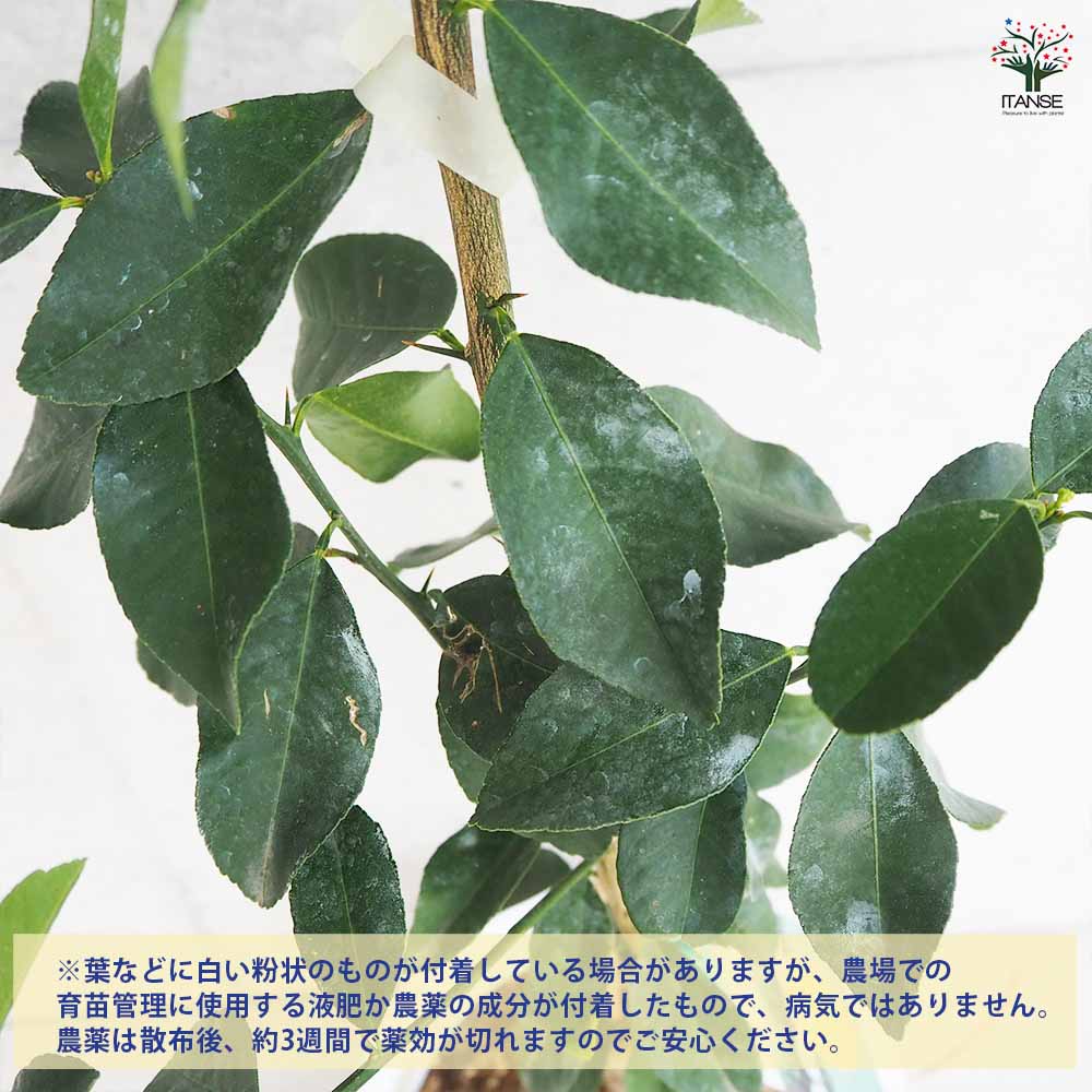 スイートレモネード 【果樹の苗木 7号鉢／1個売り】