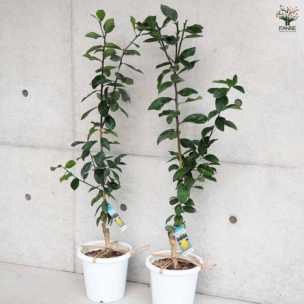 スイートレモネード 【果樹の苗木 7号鉢／1個売り】｜ 【植物の