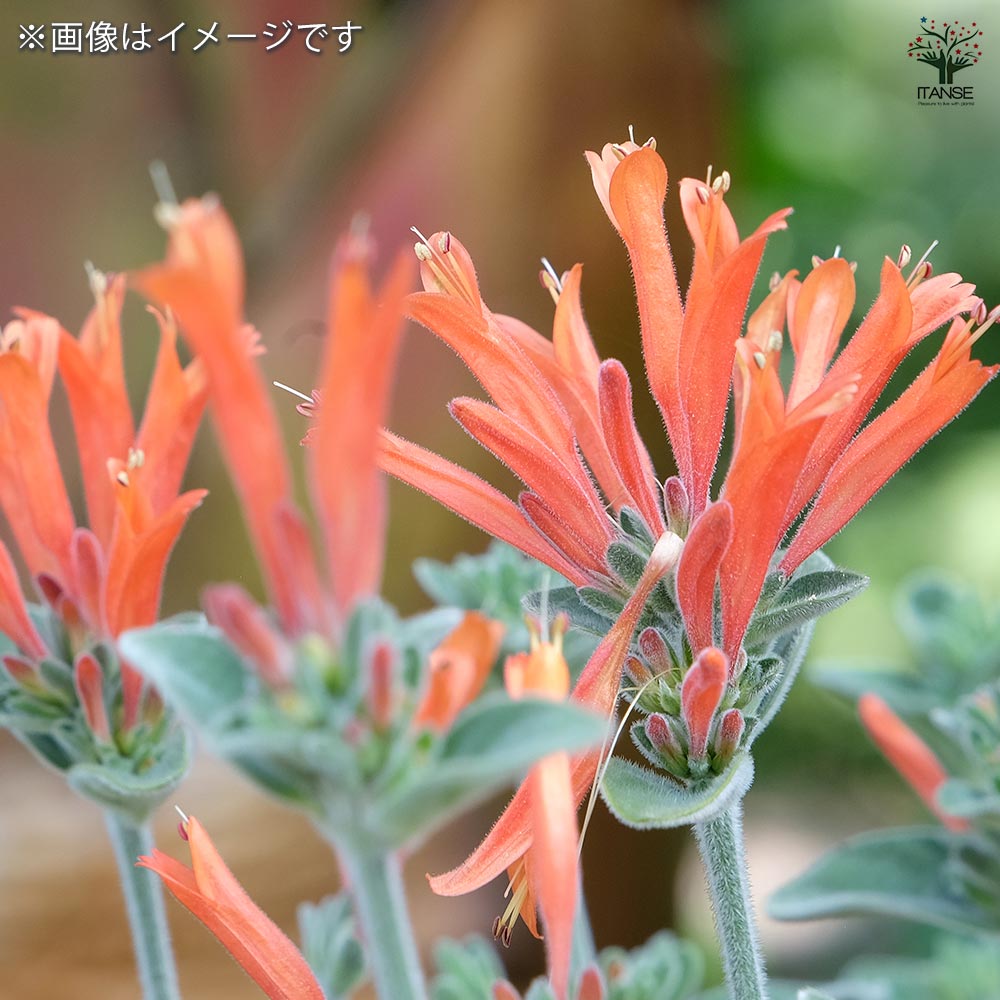 メキシカンライオンズイヤー 2個～【ハーブの苗 10.5cm鉢】