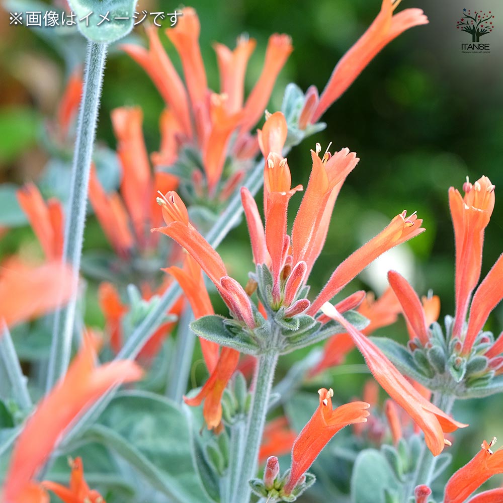 メキシカンライオンズイヤー 2個～【ハーブの苗 10.5cm鉢】