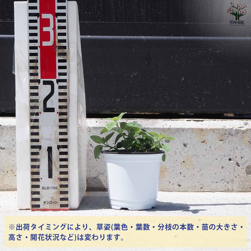 メキシカンライオンズイヤー 2個～【ハーブの苗 10.5cm鉢】