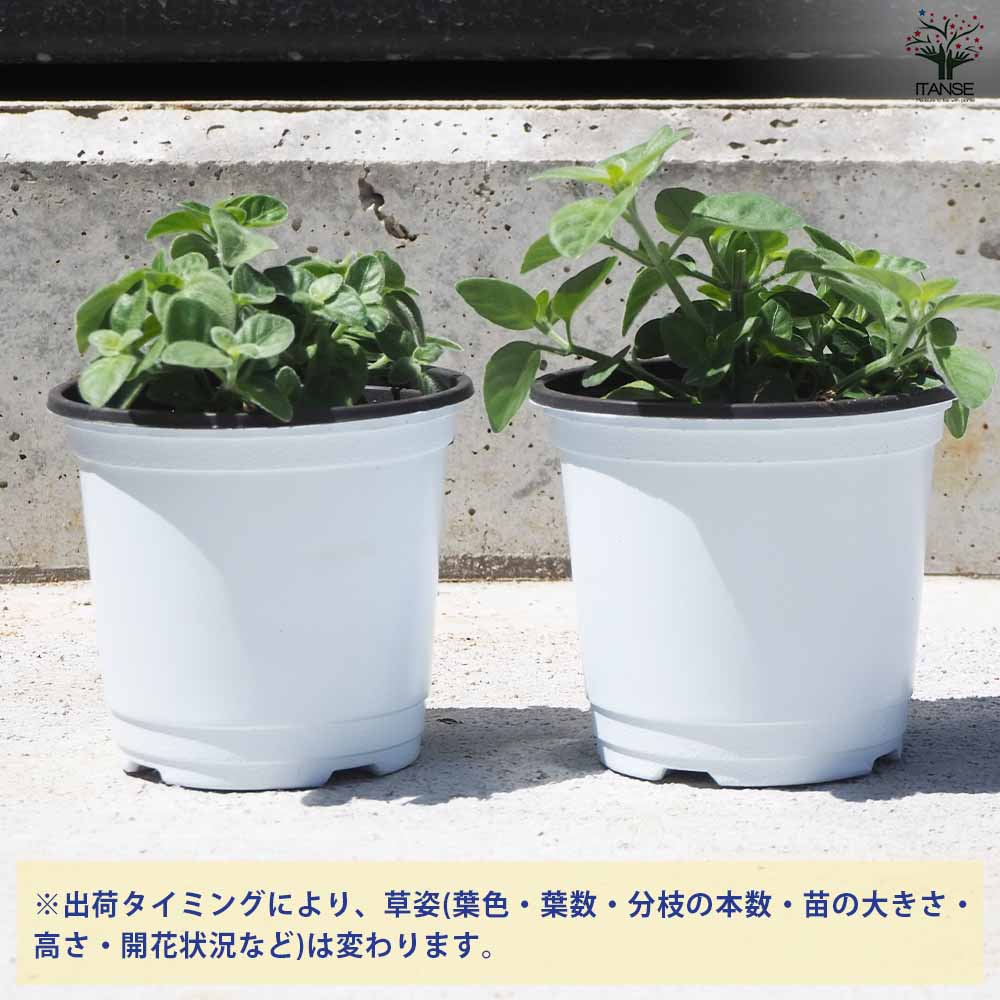 メキシカンライオンズイヤー 2個～【ハーブの苗 10.5cm鉢】