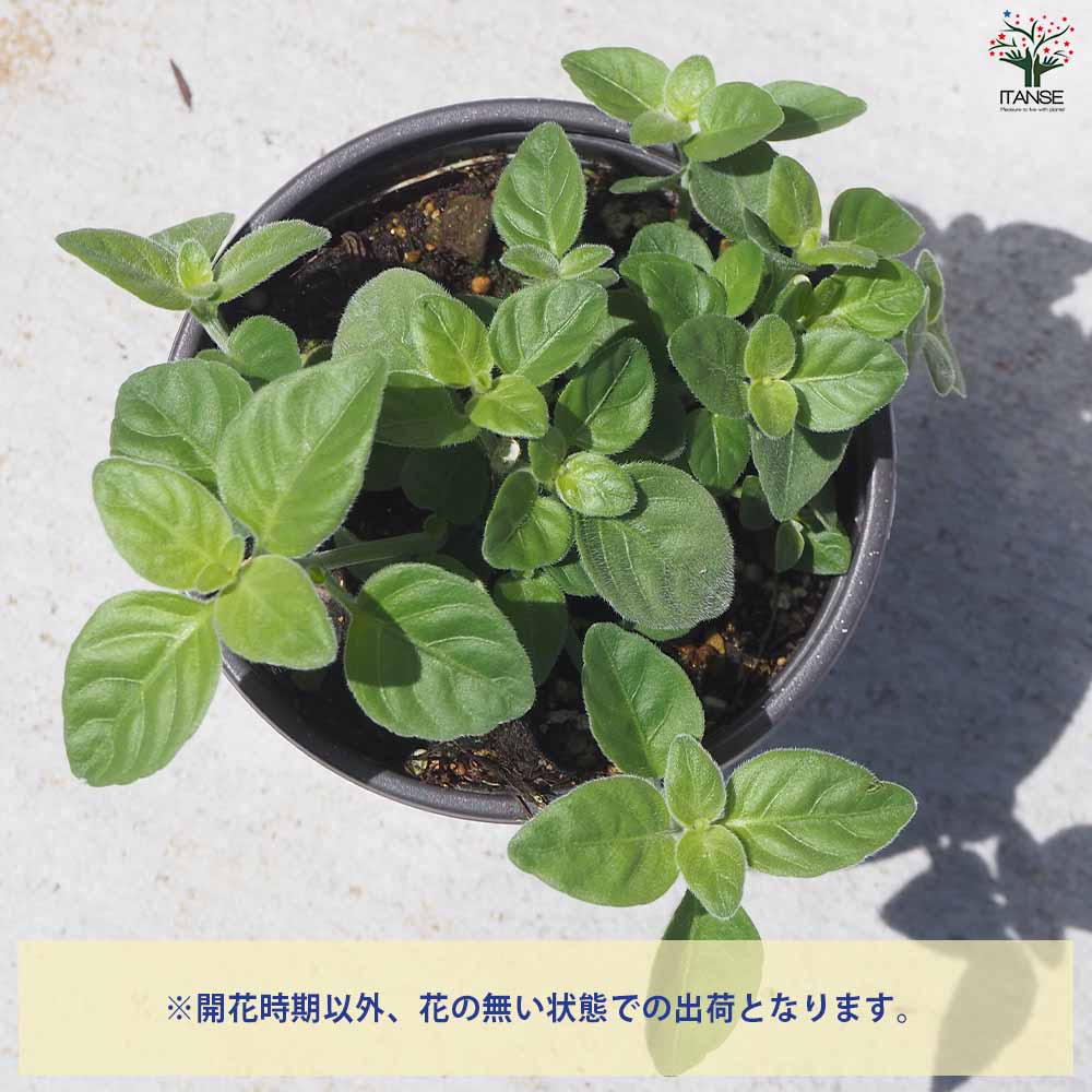 メキシカンライオンズイヤー 2個～【ハーブの苗 10.5cm鉢】