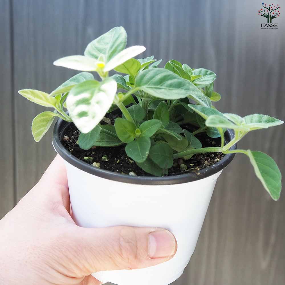 メキシカンライオンズイヤー 2個～【ハーブの苗 10.5cm鉢】