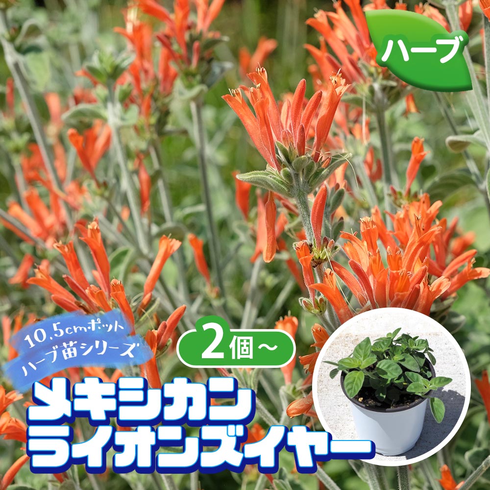 メキシカンライオンズイヤー 2個～【ハーブの苗 10.5cm鉢】