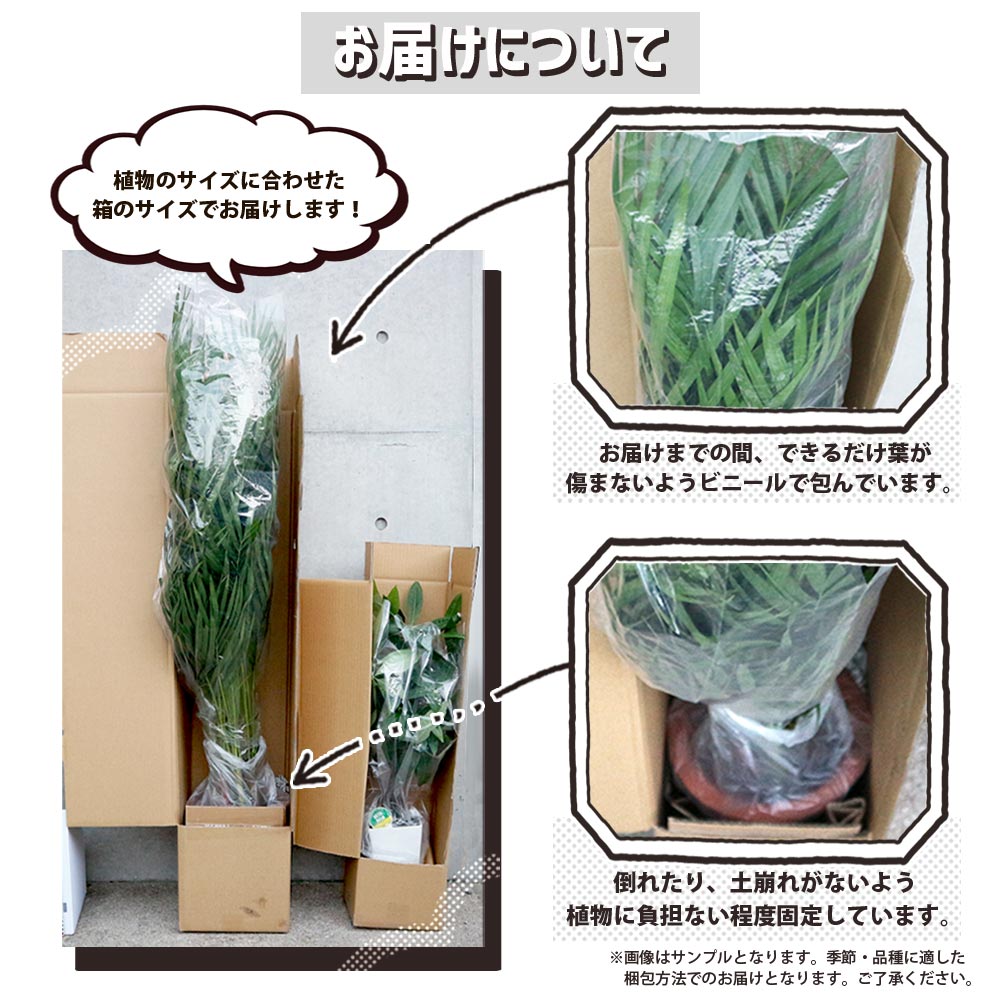 ドラセナ コンパクター【中型 観葉植物 8号鉢／1個】