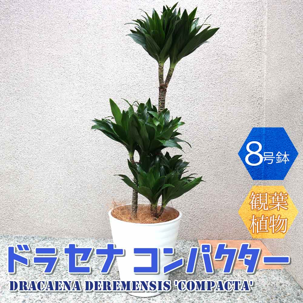 ドラセナ コンパクター【中型 観葉植物 8号鉢／1個】