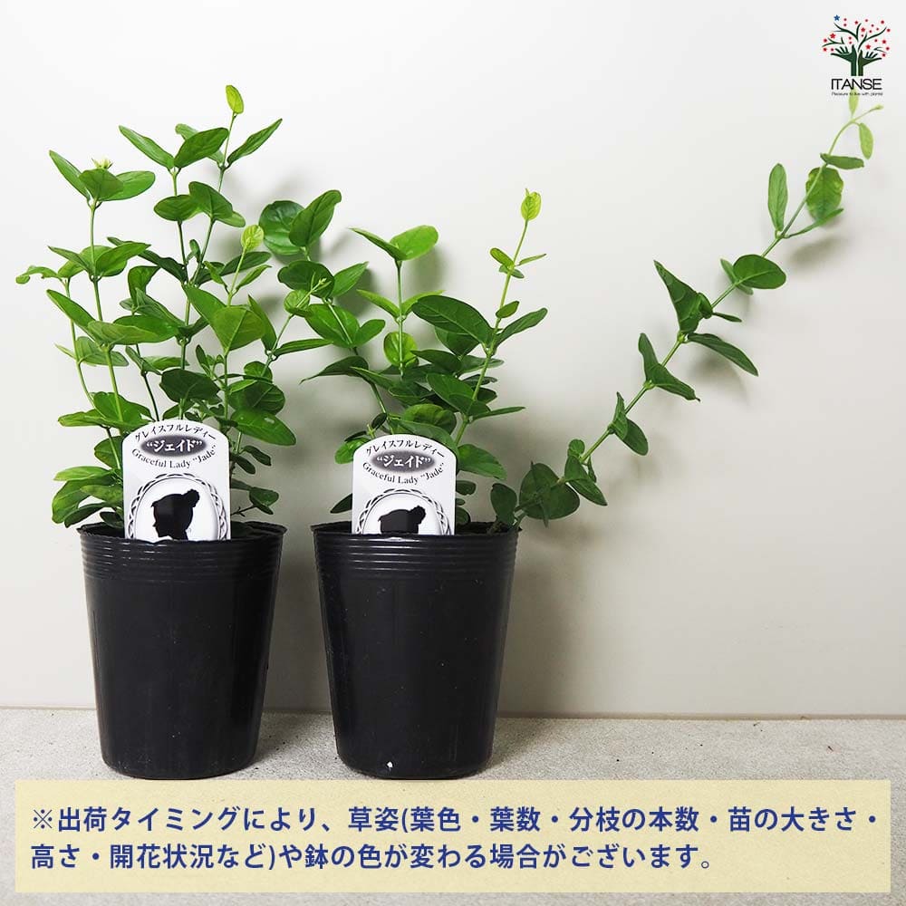 Lucy 薔薇咲きジャスミン　２苗 Lucy様専用 薔薇咲きジャスミン 2苗 - メルカリ