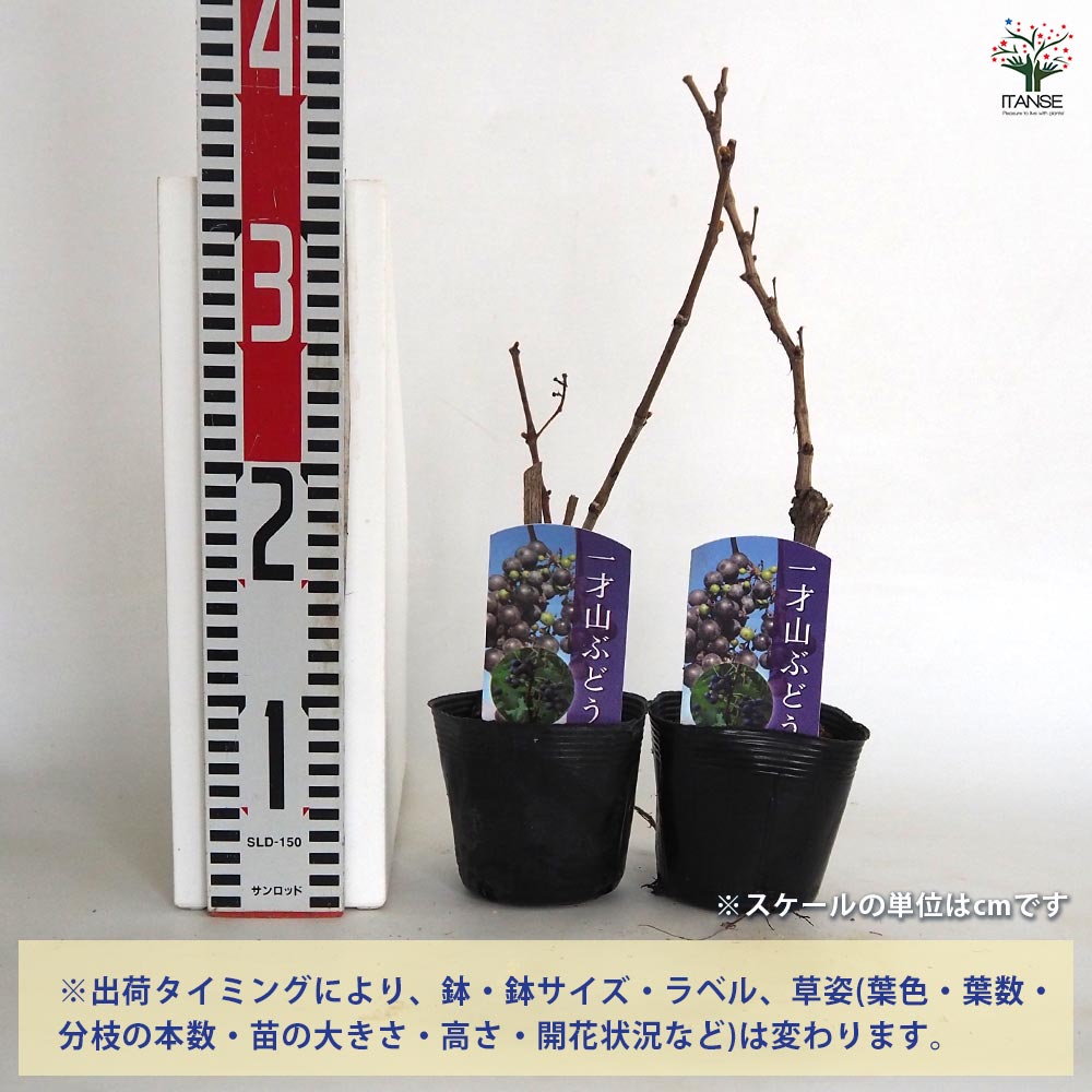 ぶどうの苗 一才ヤマブドウ 【果樹の苗 3.5号ポット】｜ 【植物の