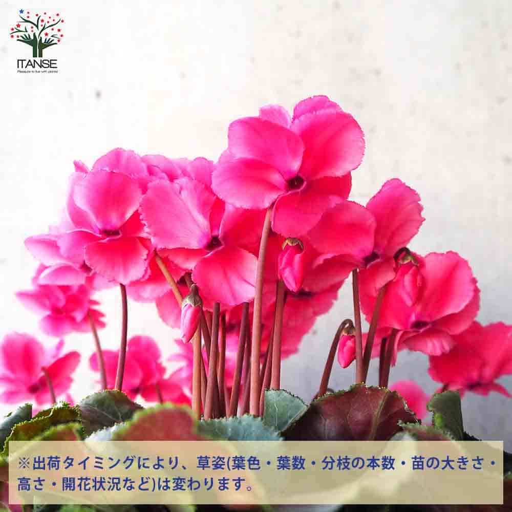 シクラメン フェアリーピコ・オレンジ 【花苗 5号鉢／1個売り