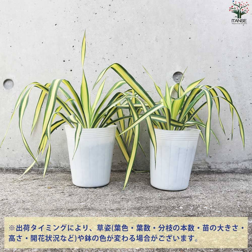 ユッカ カラーガード 【観葉植物 4号／1個売り】
