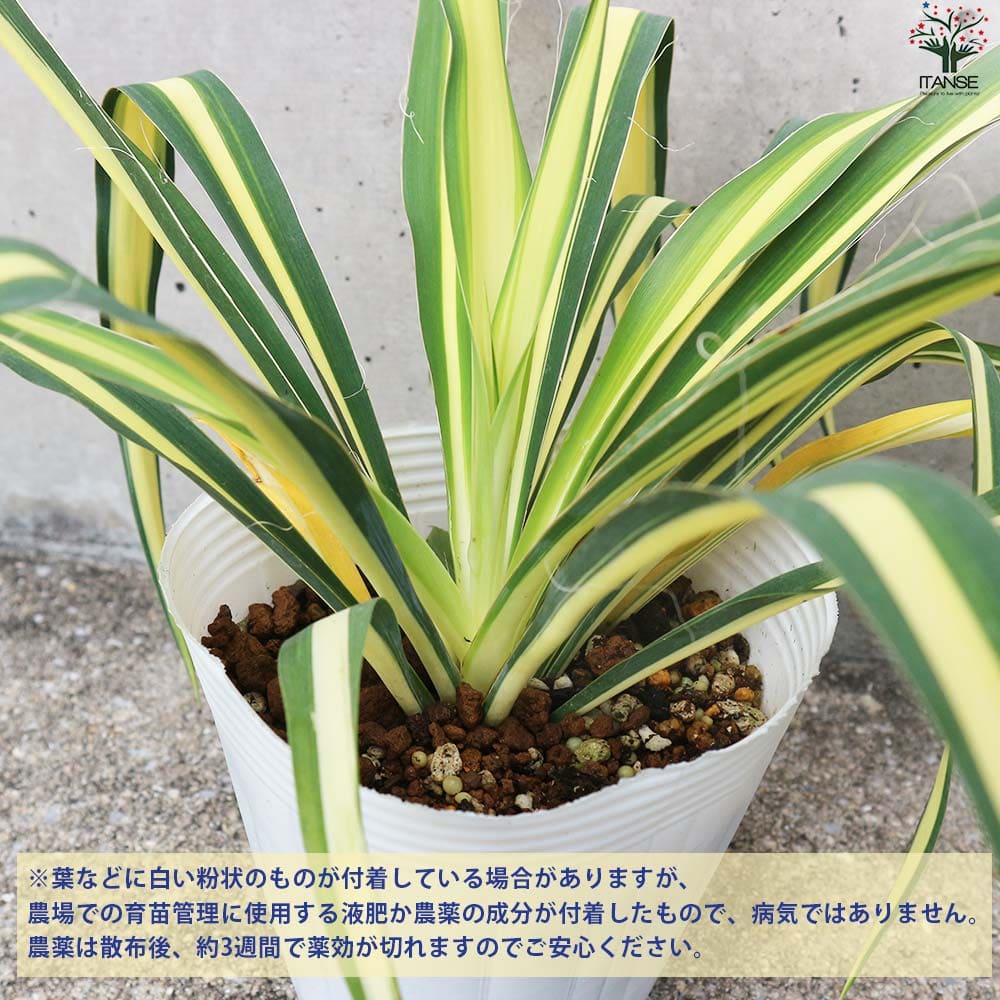 ユッカ カラーガード 【観葉植物 4号／1個売り】