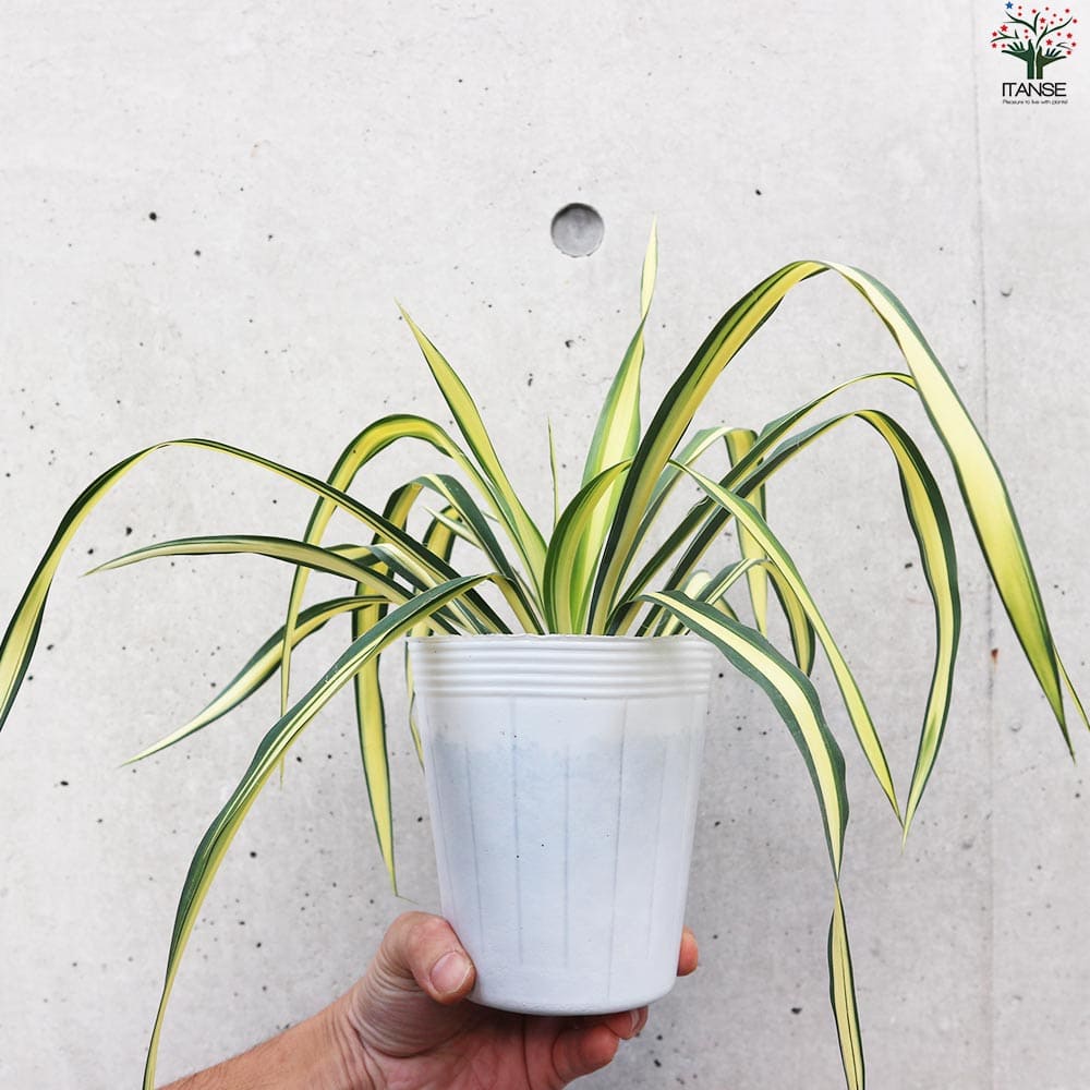 yucca様_ご確認ページ IKEBE ORIGINAL ORDER MJS1-STD/R (3TS/べっ甲PG) momose (新品)