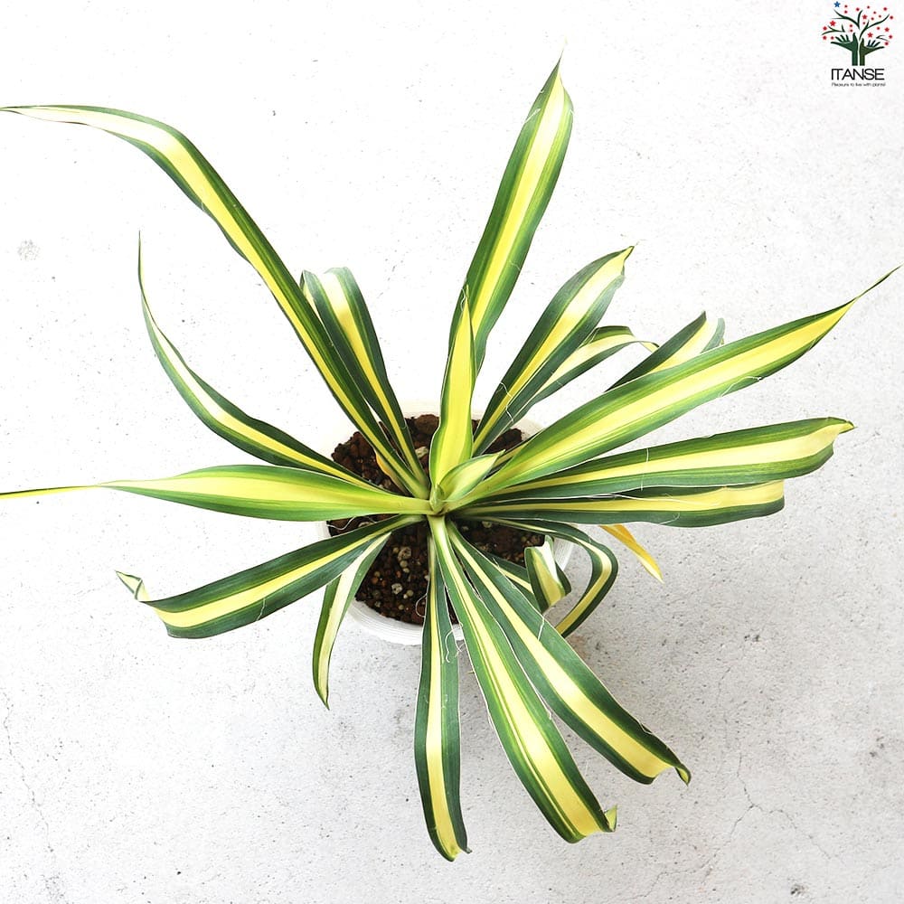 ユッカ カラーガード 【観葉植物 4号／1個売り】