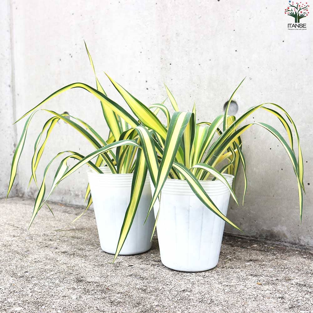 ユッカ カラーガード 【観葉植物 4号／1個売り】｜ 【植物の