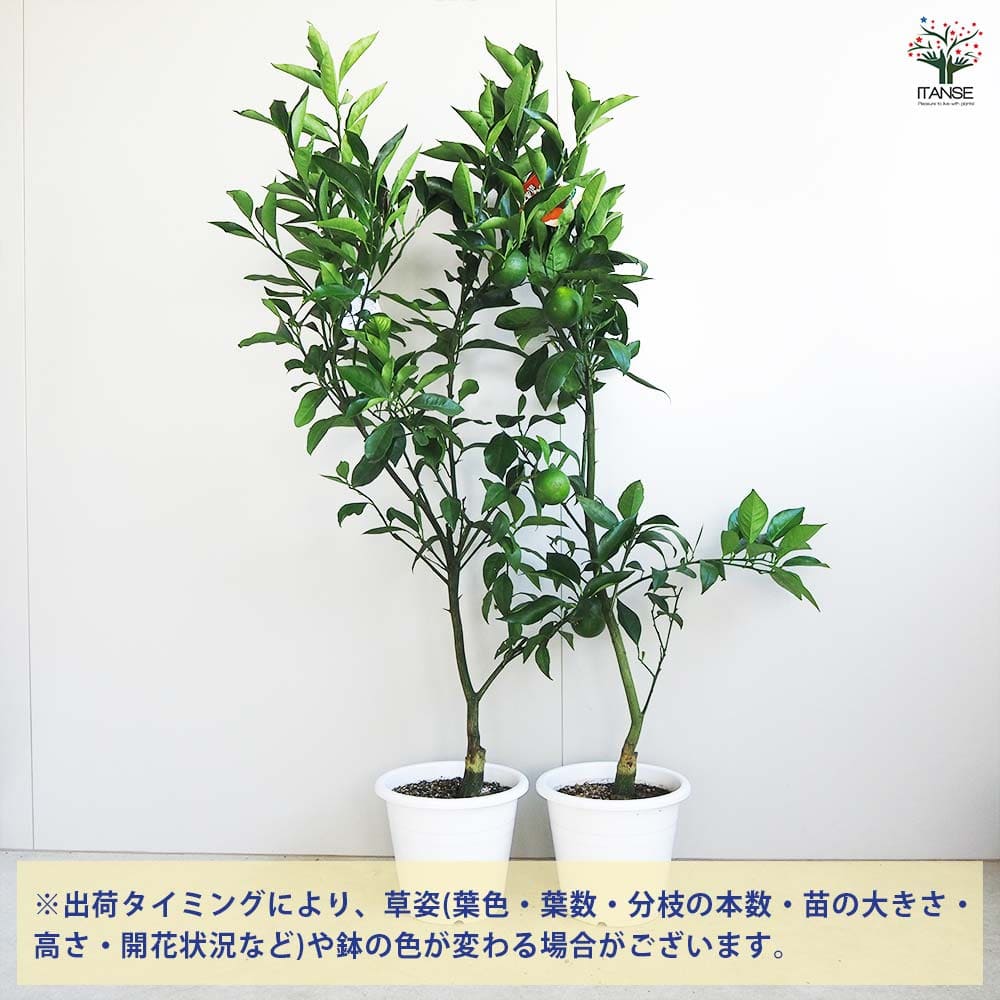 ブラッドオレンジ タロッコ 【果樹の苗木 7号／1個売り】｜ 【植物の