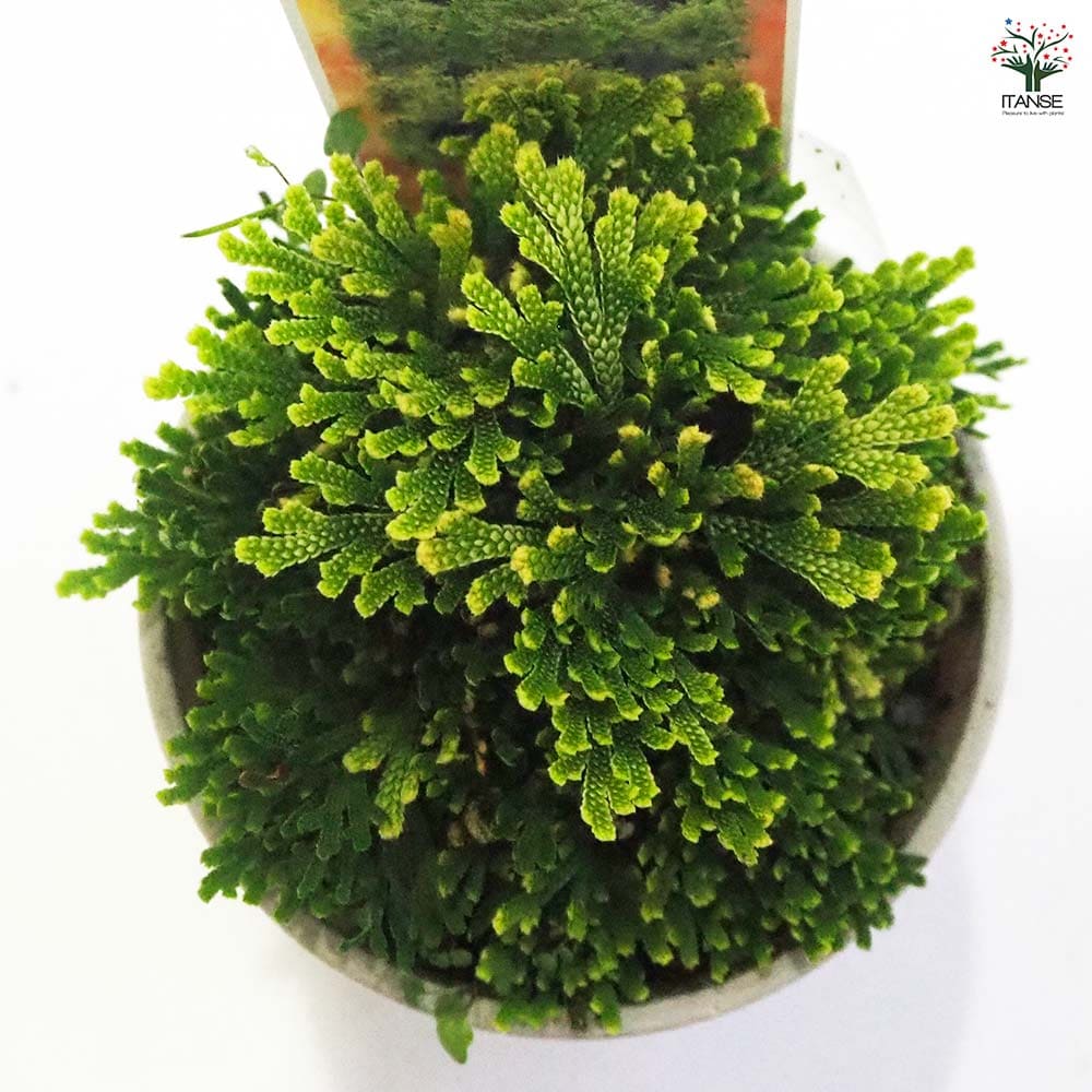 観葉植物 イワヒバ 白寿 【観葉植物 2.5号／1個売り】｜ 【植物の