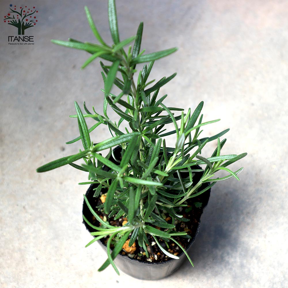 ローズマリー マリンブルー【ハーブ苗9cmポット】｜ 【植物の