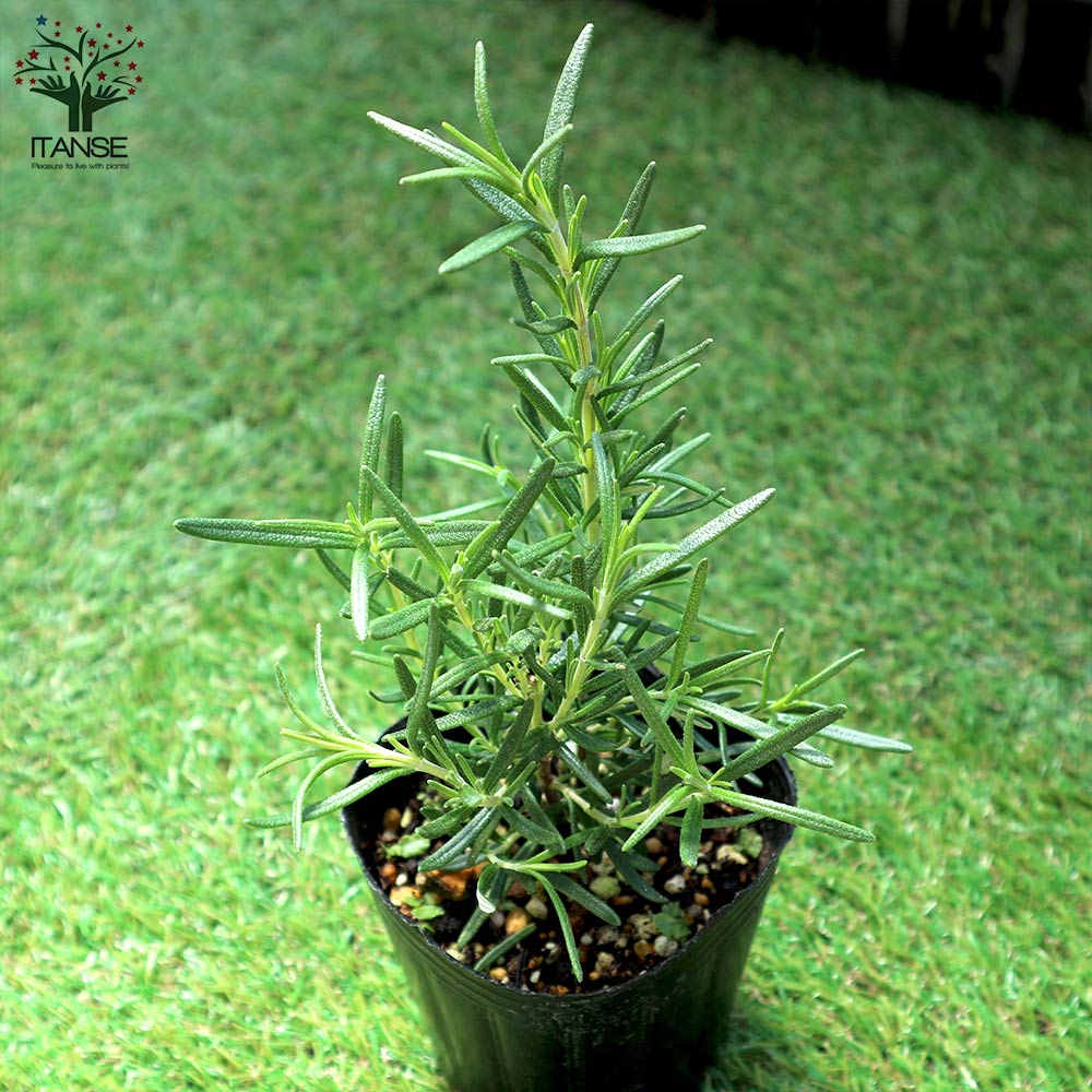 ローズマリー マリンブルー【ハーブ苗9cmポット】｜ 【植物の