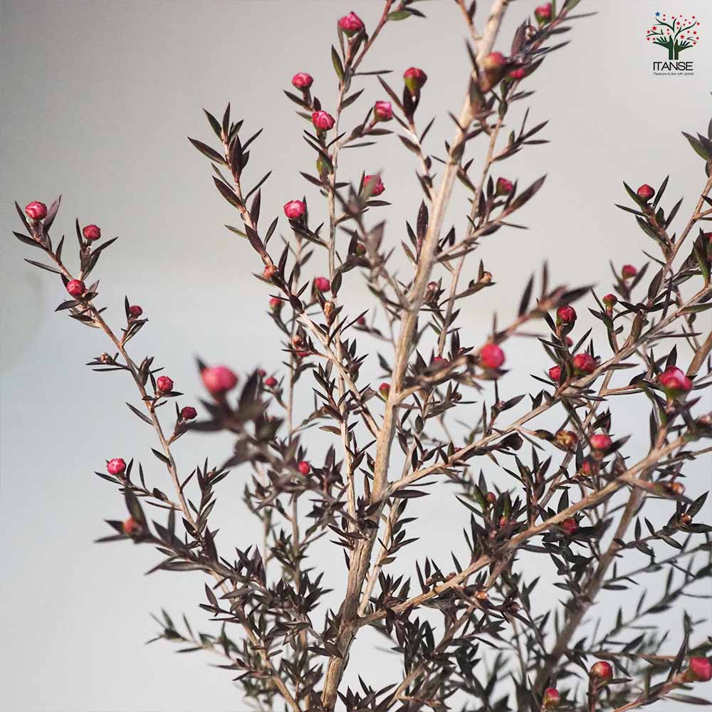 ギョリュウバイ ピンク花 【花木苗 3号ポット】｜ 【植物の