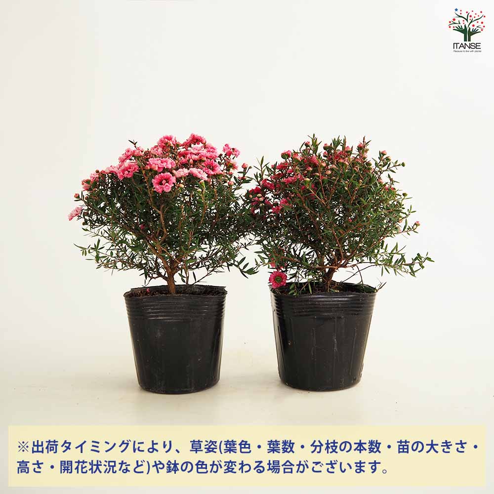 ギョリュウバイ ピンク花 【花木苗 3号ポット】｜ 【植物の