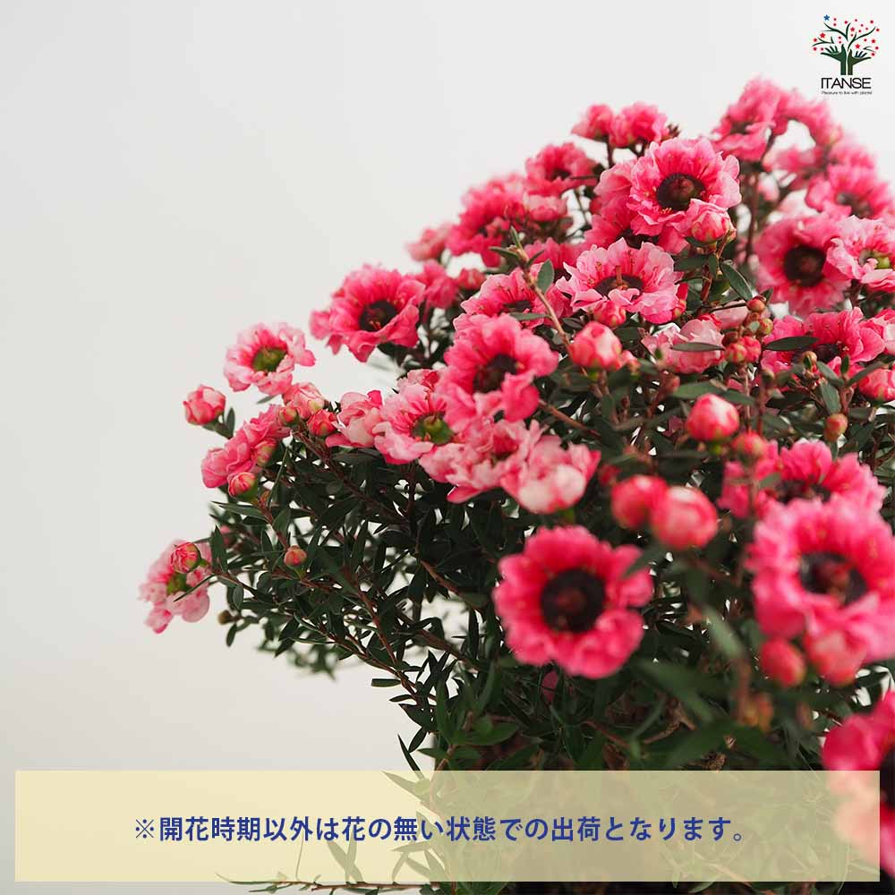 ギョリュウバイ ピンク花 【花木苗 3号ポット】｜ 【植物の