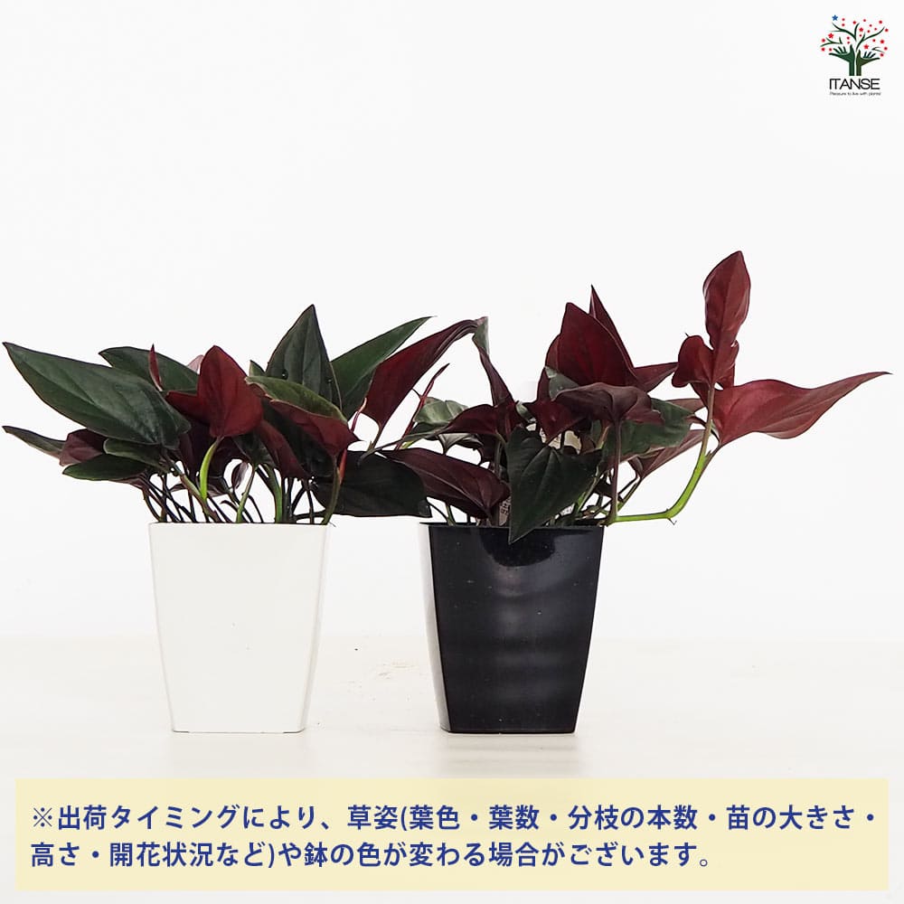 観葉植物 シンゴニウム チョコレート 【観葉植物 4号】