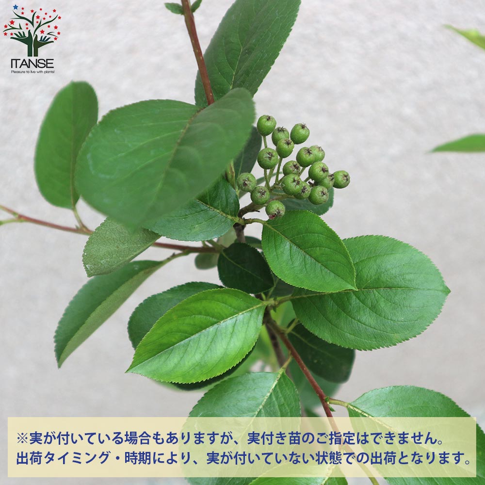 アロニアの苗木　大苗　チョークベリー　庭木/果樹/観賞用樹木 楽天市場】予約販売 チョコレートベリー 苗 ネロ 10.5cmポット