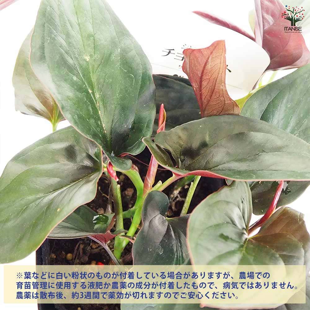 観葉植物 シンゴニウム チョコレート 【観葉植物 4号】