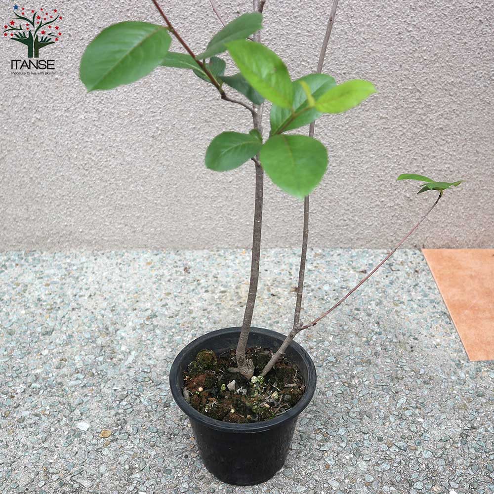 アロニア チョコレートベリー 大株 現品 管理2294 Credidatos Com Co