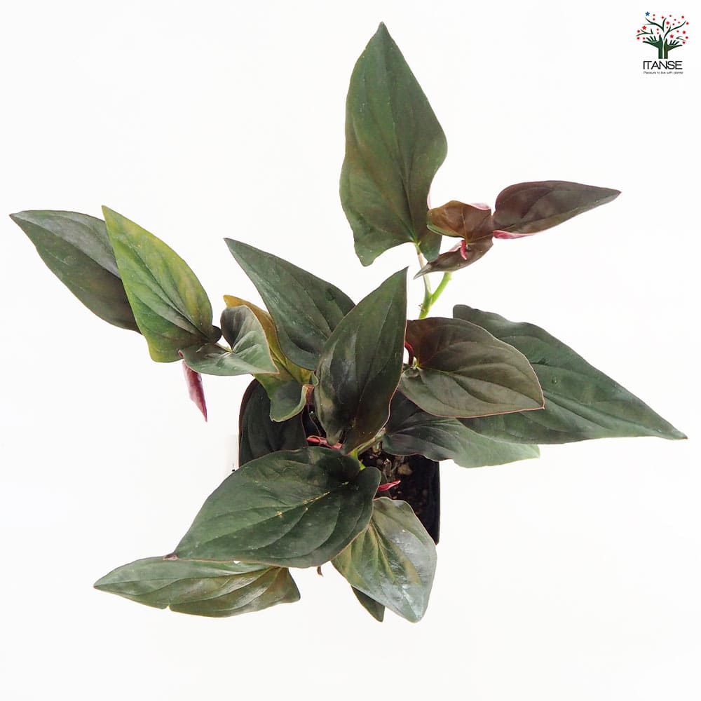 観葉植物 シンゴニウム チョコレート 【観葉植物 4号】