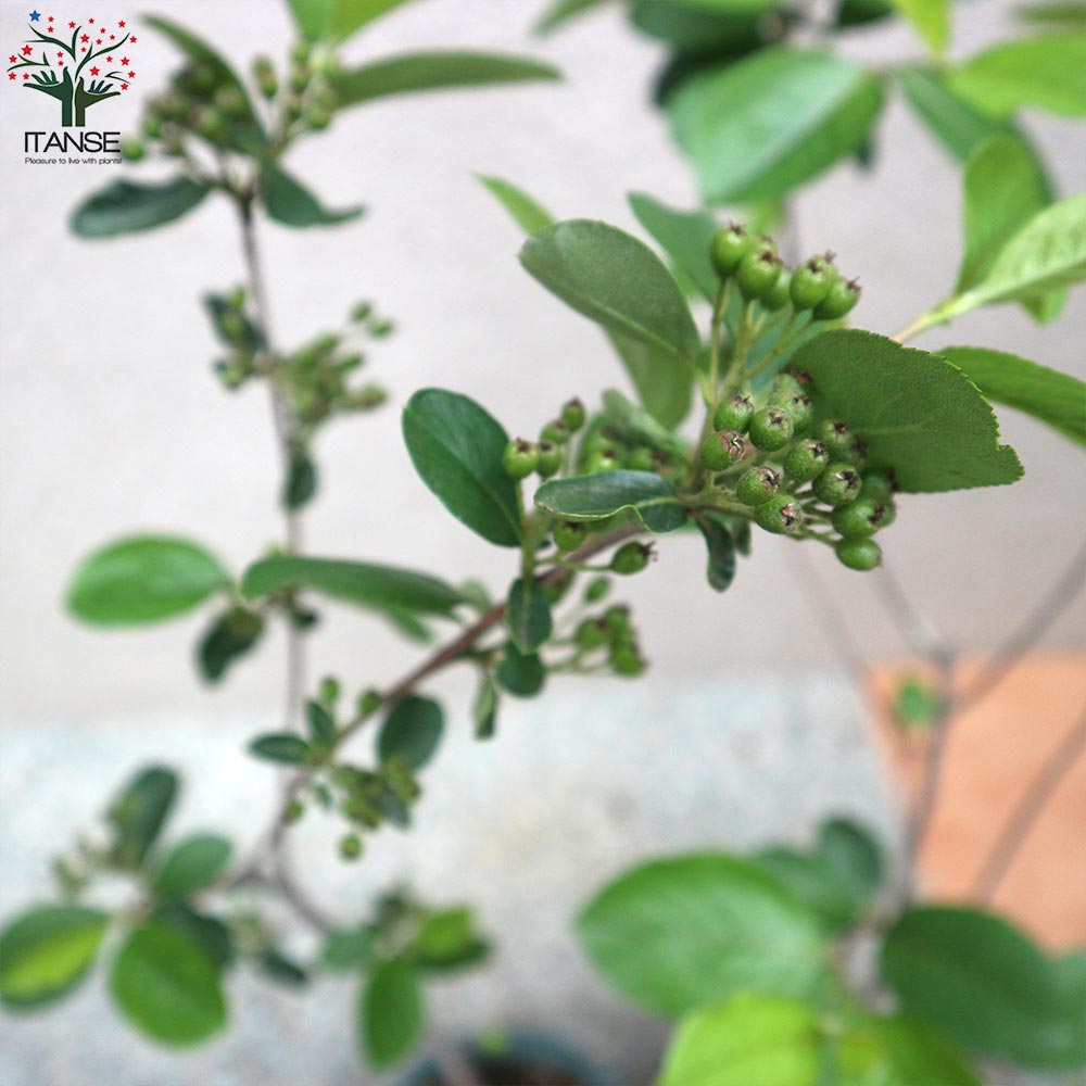 Itanse良品ｾﾚｸﾄ通販