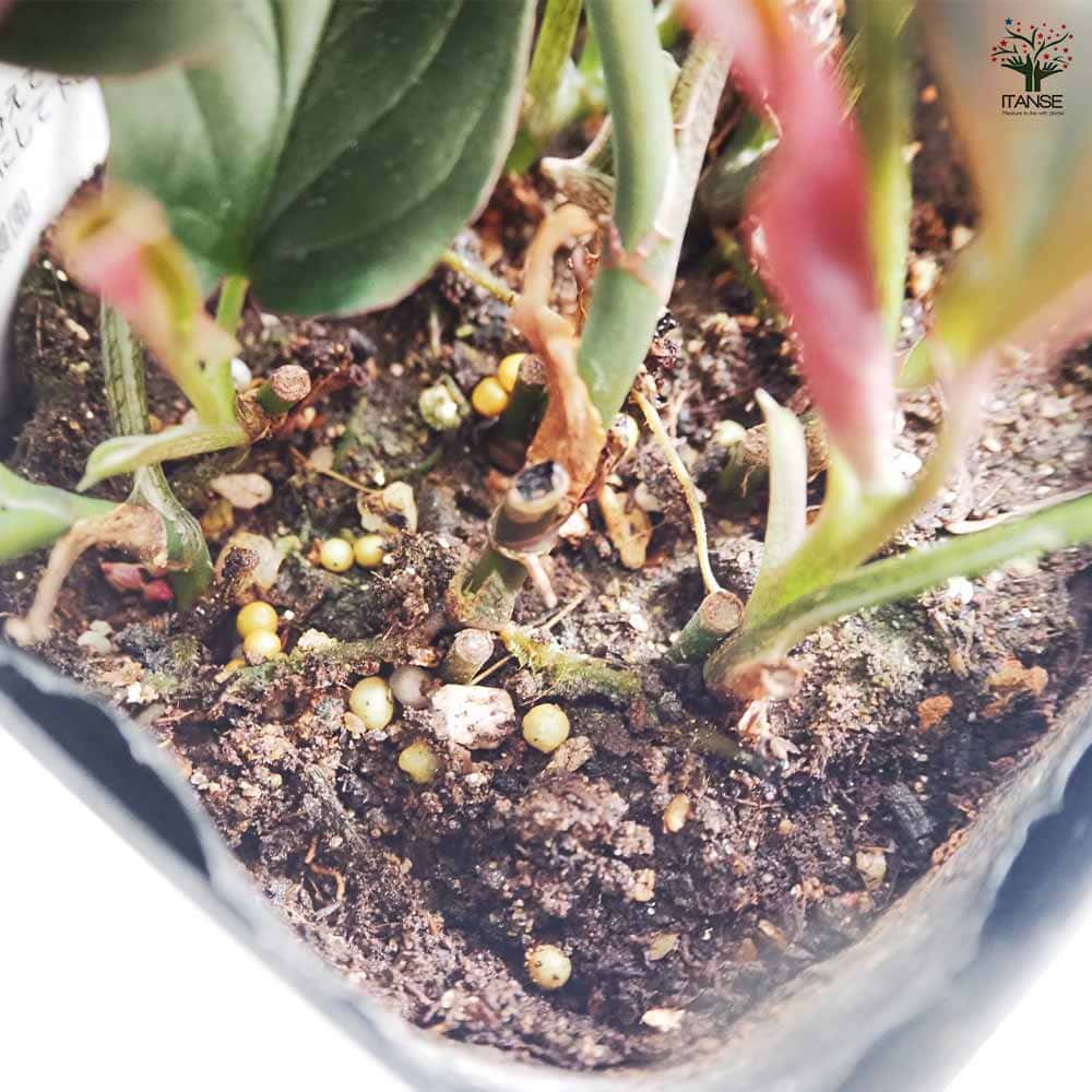 観葉植物 シンゴニウム チョコレート 【観葉植物 4号】