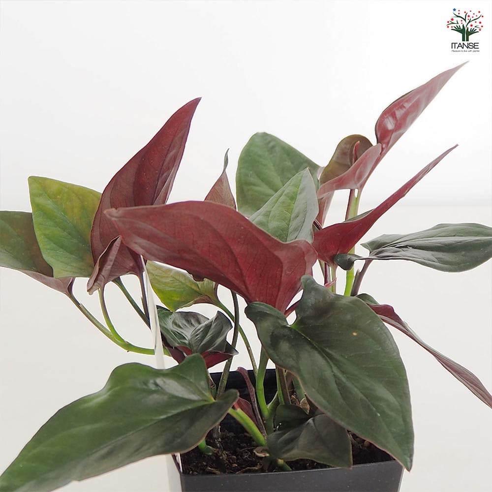 観葉植物 シンゴニウム チョコレート 【観葉植物 4号】