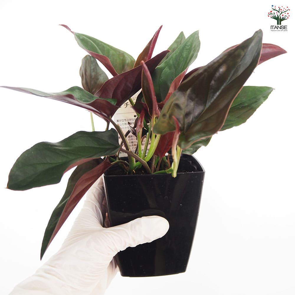 観葉植物 シンゴニウム チョコレート 【観葉植物 4号】