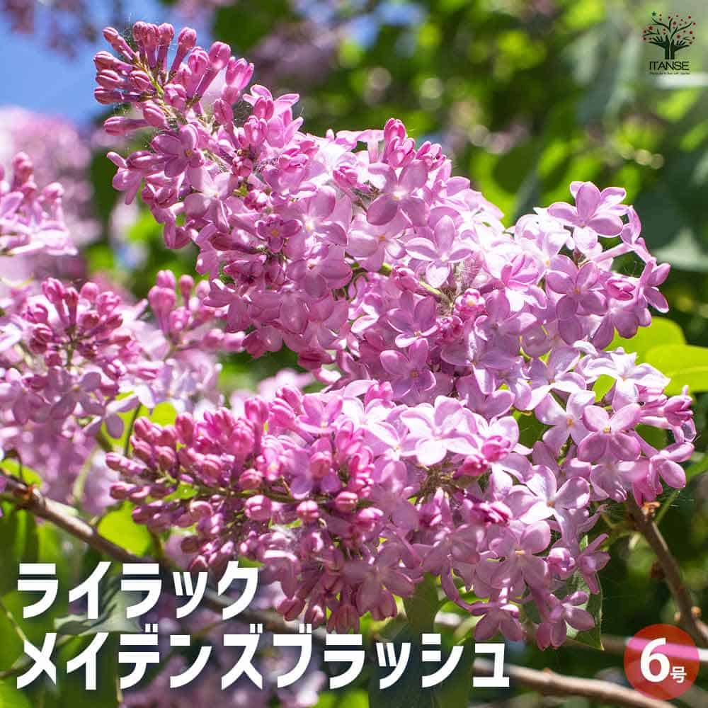 ライラック メイデンズブラッシュ 【花木苗 6号／1個売り】｜ 【植物の
