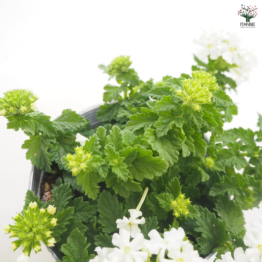 栄養系バーベナ バネッサ ホワイト 【花苗 3.5号】｜ 【植物の