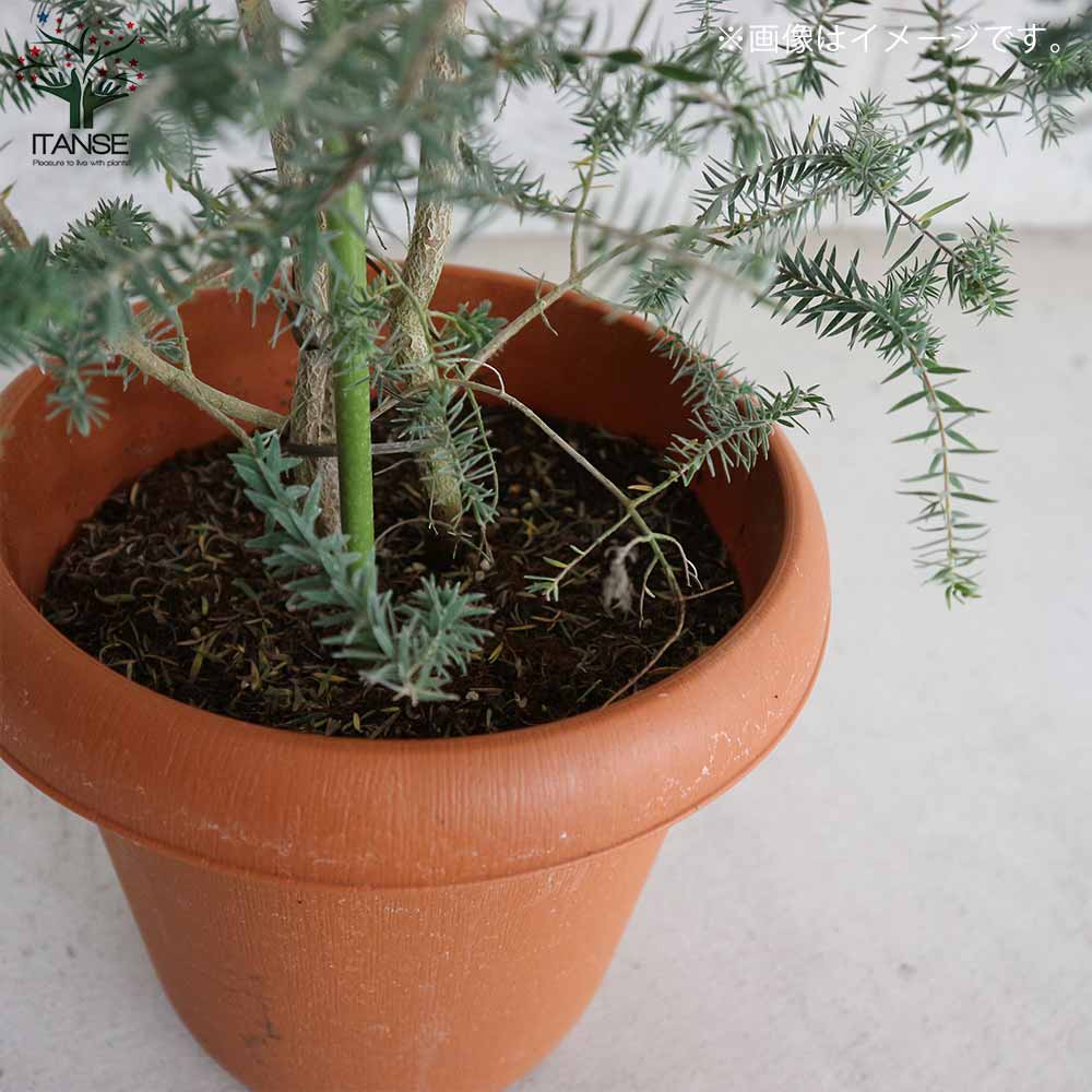 メラレウカ・インカーナ 【庭木 8号鉢 大苗／1個売り】｜ 【植物の