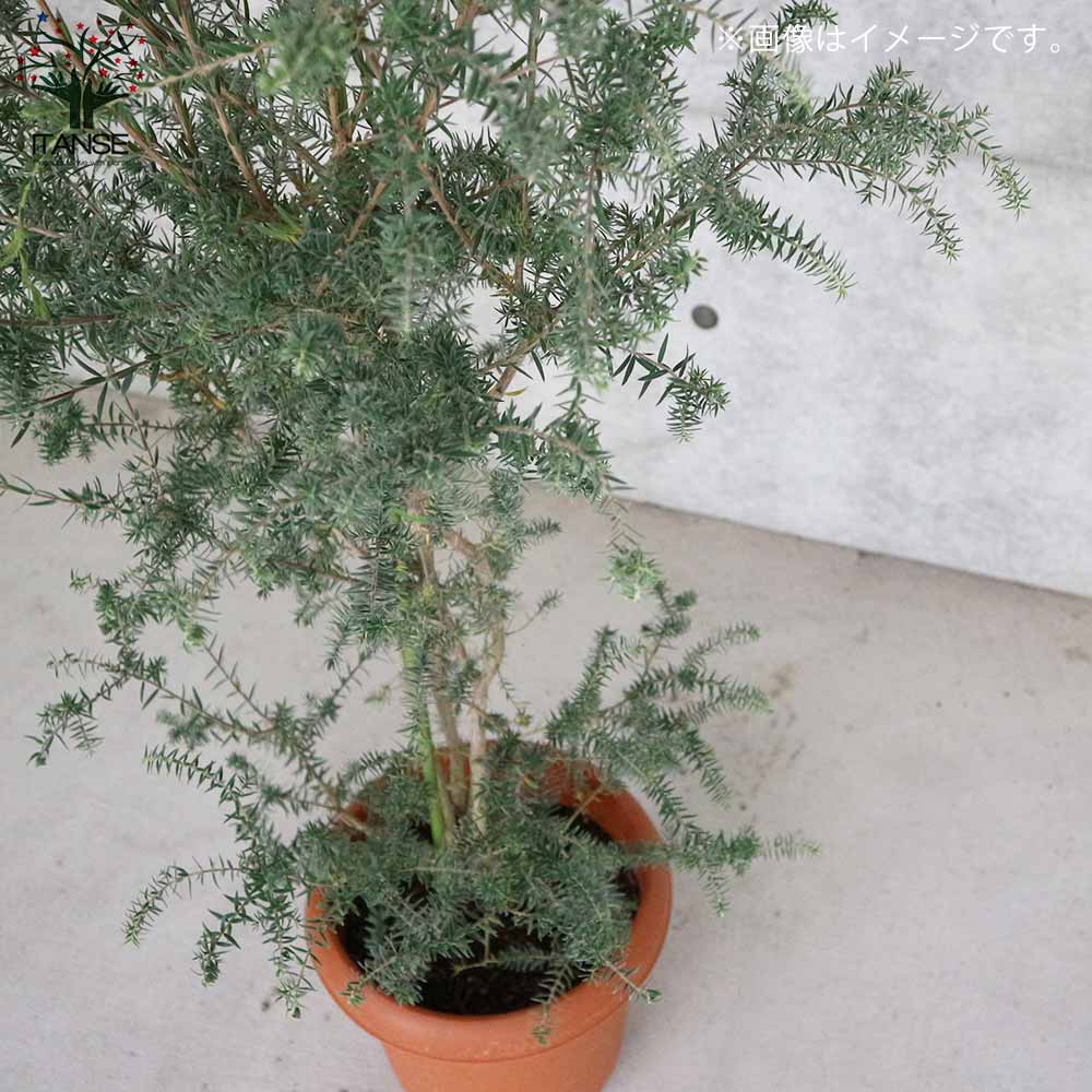 メラレウカ・インカーナ 【庭木 8号鉢 大苗／1個売り】｜ 【植物の