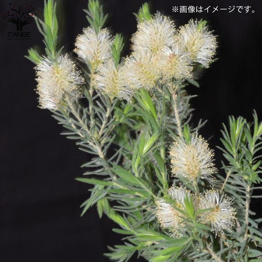メラレウカ・インカーナ 【庭木 8号鉢 大苗／1個売り】｜ 【植物の