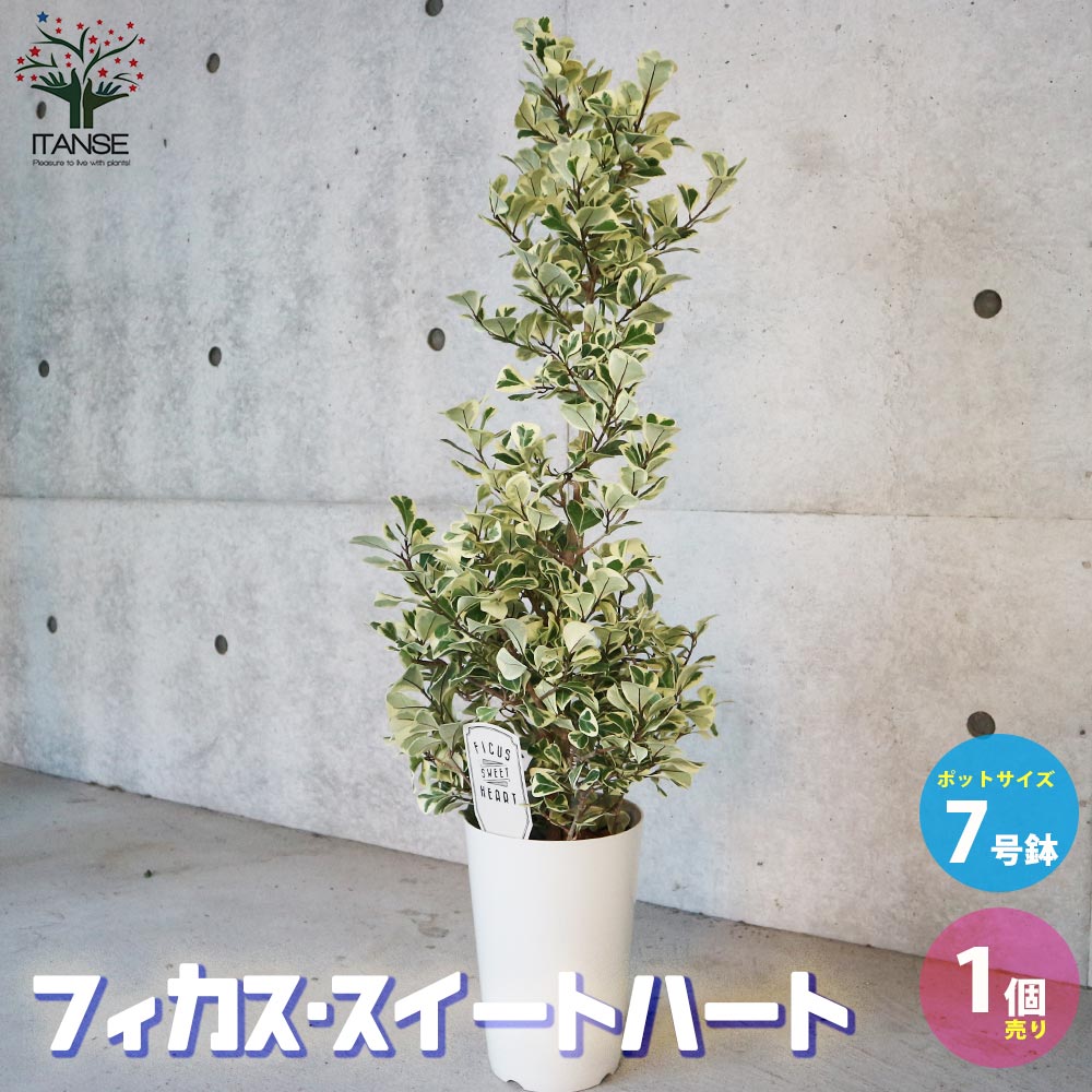 フィカス・トライアンギュラリス・スイートハート 【観葉植物 7